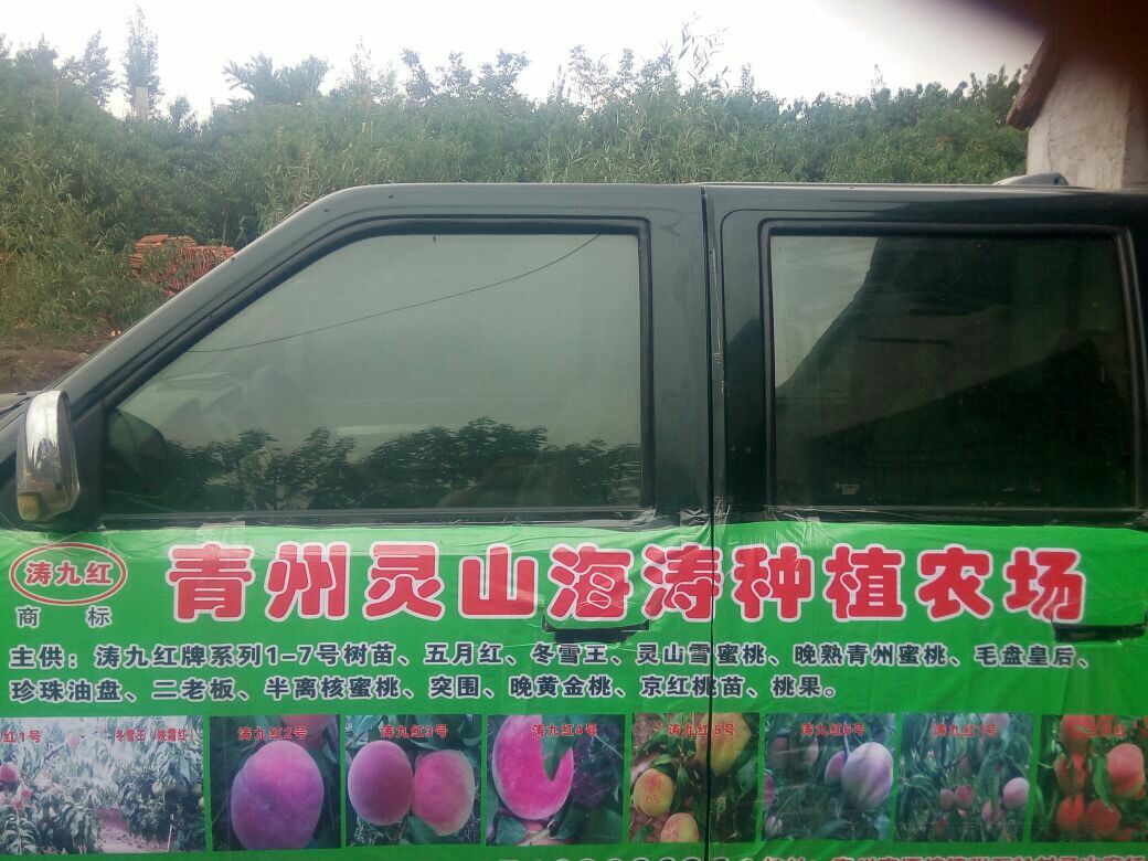 山西映霜紅桃樹苗批發(fā)價(jià)格，山西映霜紅桃樹苗批發(fā)，