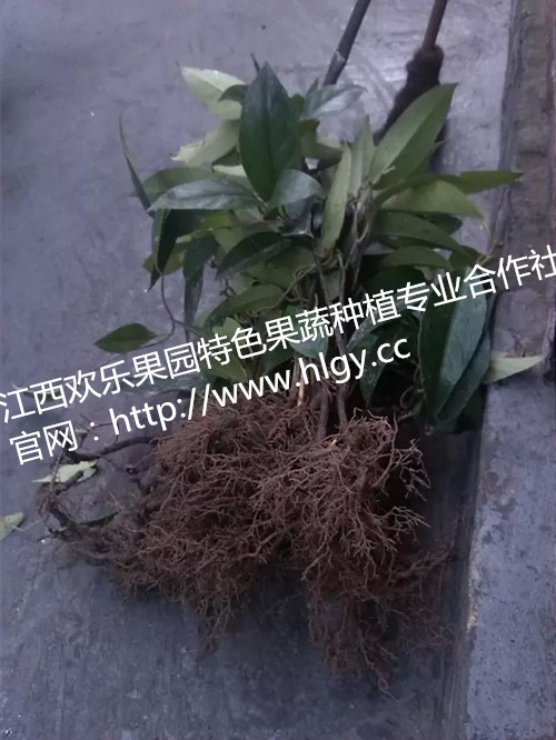 供應(yīng)供應(yīng)布福娜種苗，天下奇果—布福娜種苗，黑老虎