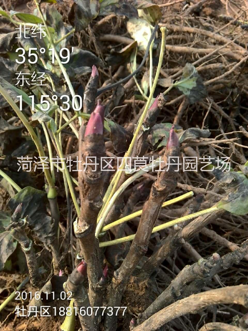 云南觀賞牡丹多少錢一棵 云南觀賞牡丹價格 牡丹苗云南牡丹苗