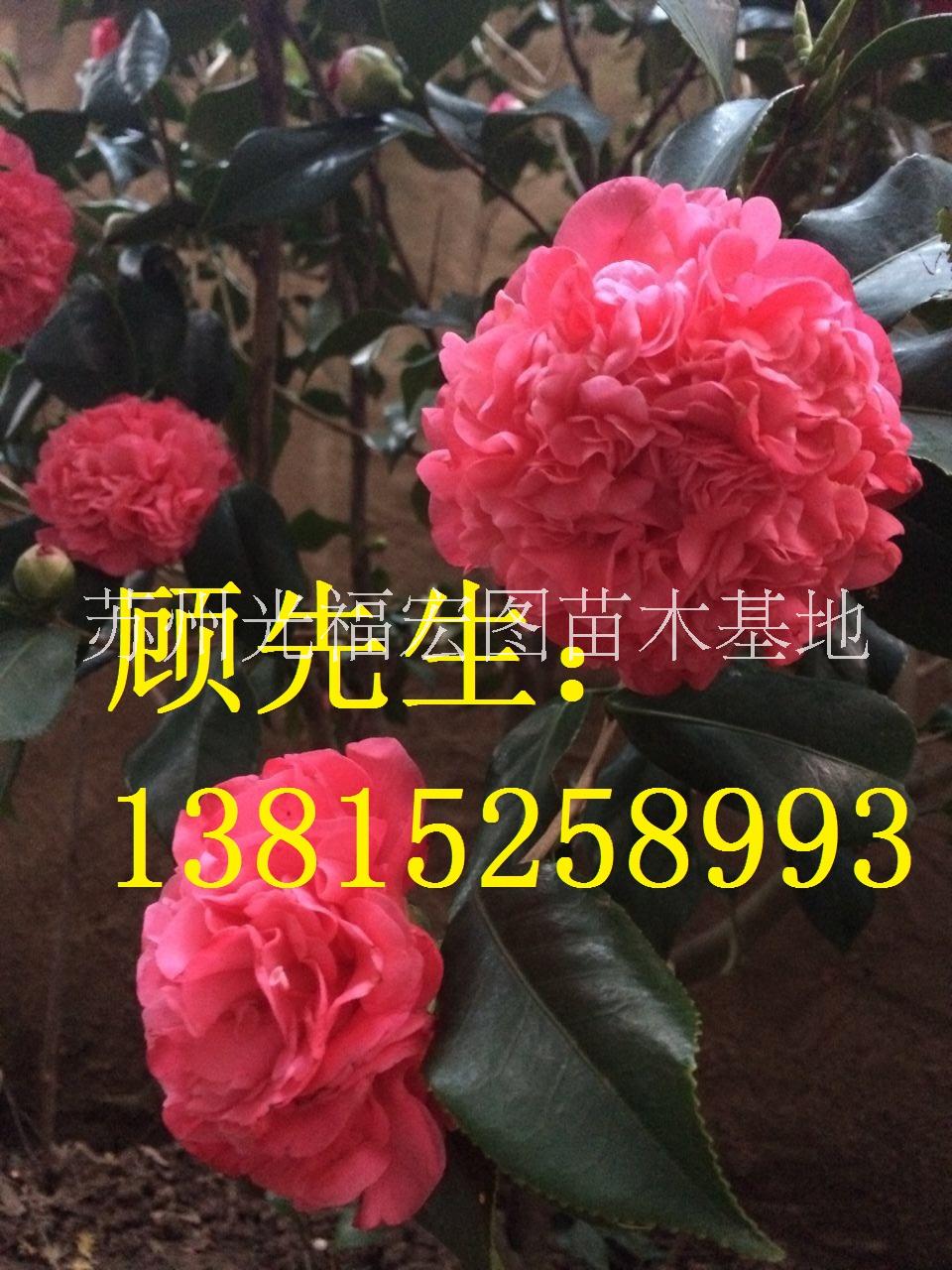 蘇州庭院別墅綠化、景觀綠化工程、庭院別墅綠化設(shè)計(jì)施工