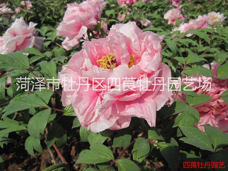江蘇牡丹芍藥種植基地 江蘇國(guó)花牡丹 江蘇牡丹苗批發(fā)