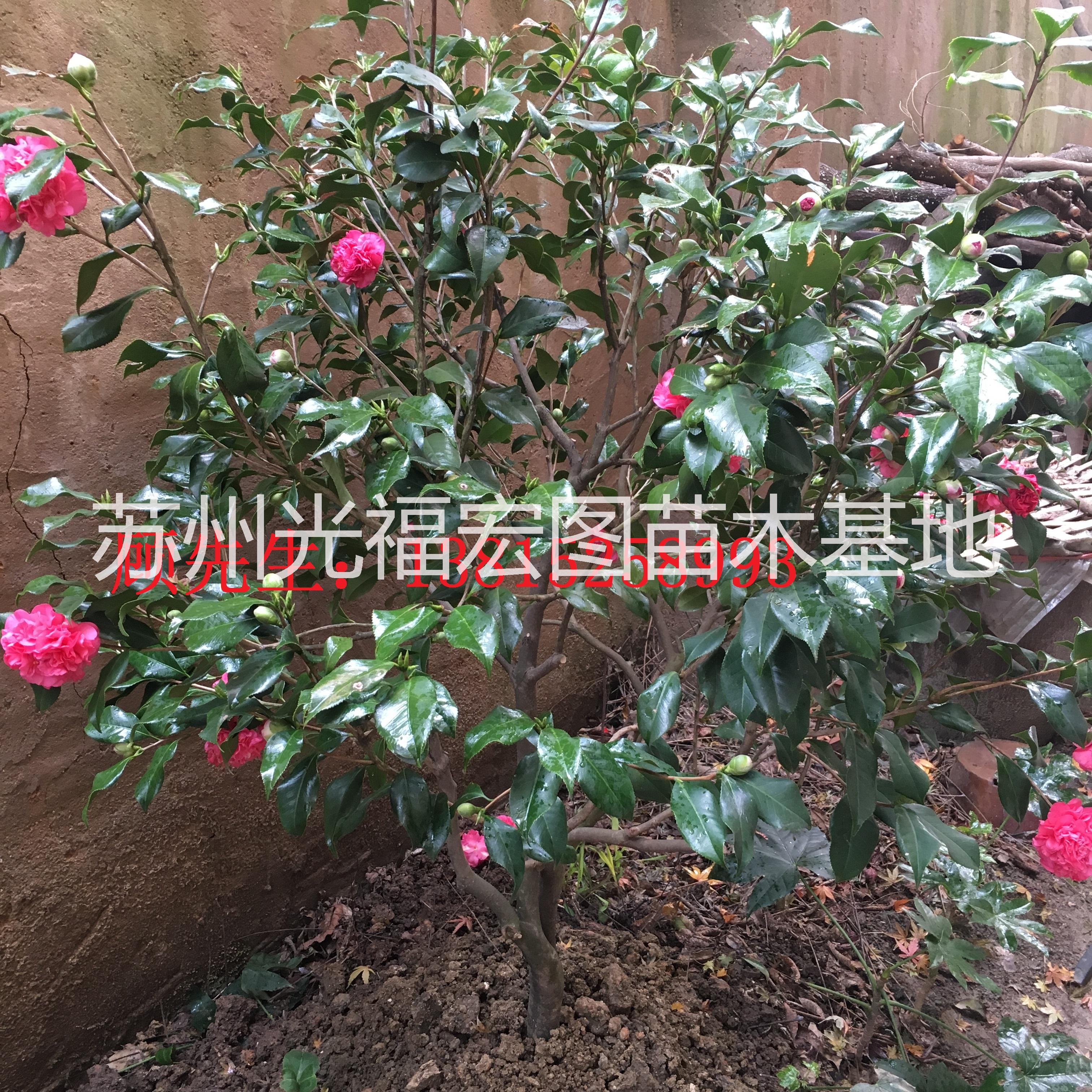 蘇州花木市場(chǎng) 蘇州花木批發(fā)市場(chǎng)