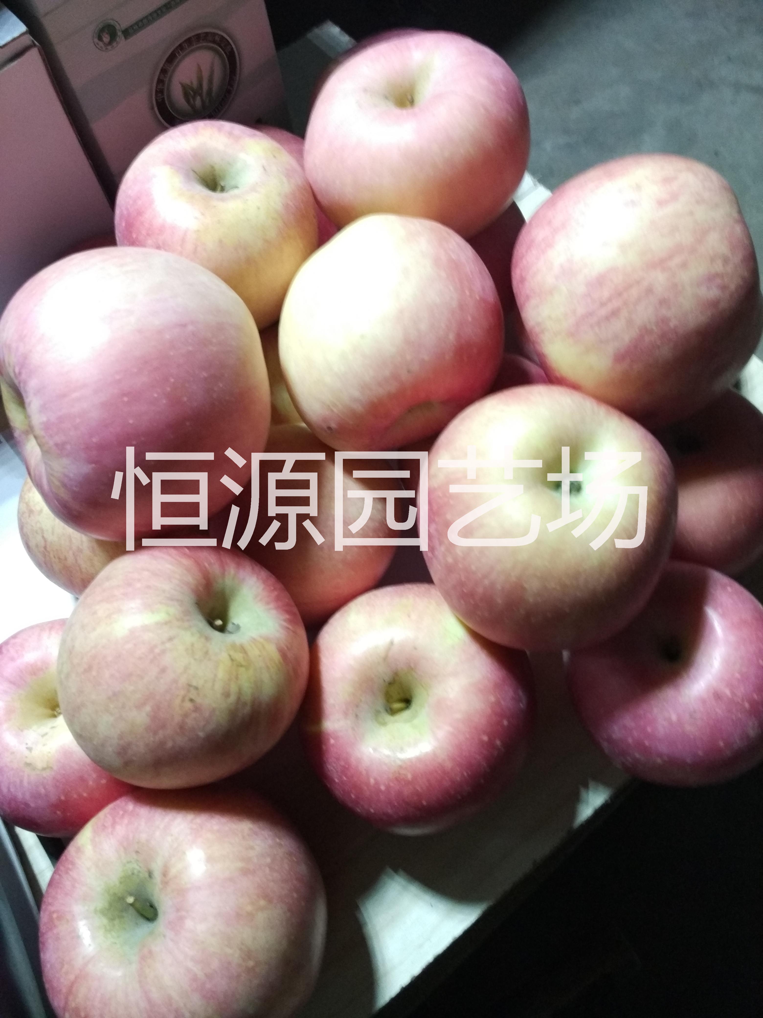 蘋果樹苗@蘋果苗多少錢一株@批發(fā)出售蘋果樹苗@蘋果苗南北方種植 嫁接蘋果苗