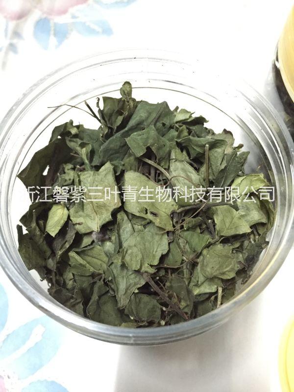 三葉青茶 三葉青批發(fā) 三葉青種植基地 三葉青小苗價格 浙江磐紫三葉青茶，清熱解毒，利咽