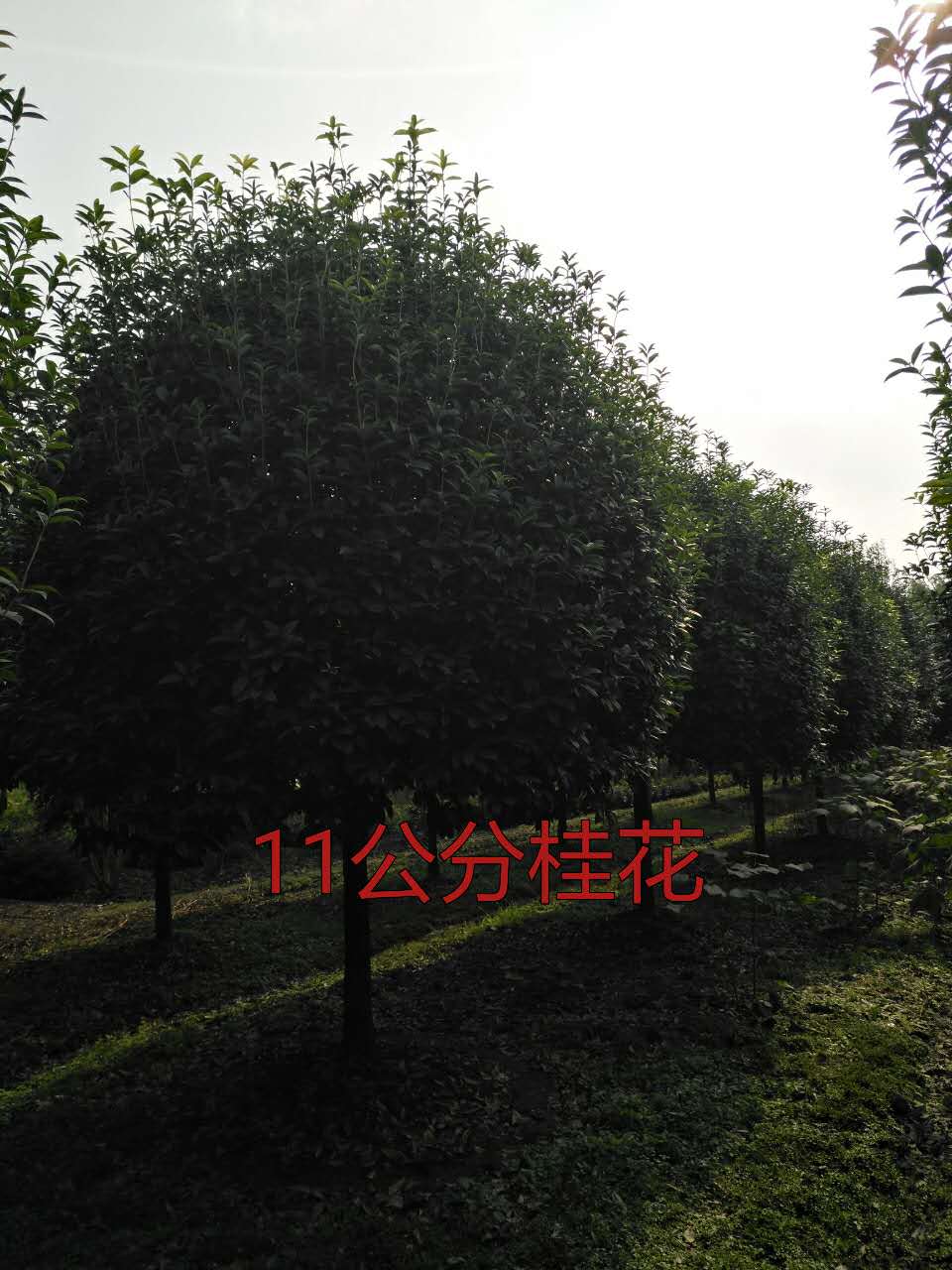安徽高桿桂花   安徽桂花市場(chǎng)價(jià)格  安徽高桿桂花種植基地  安徽高桿桂花供應(yīng)商