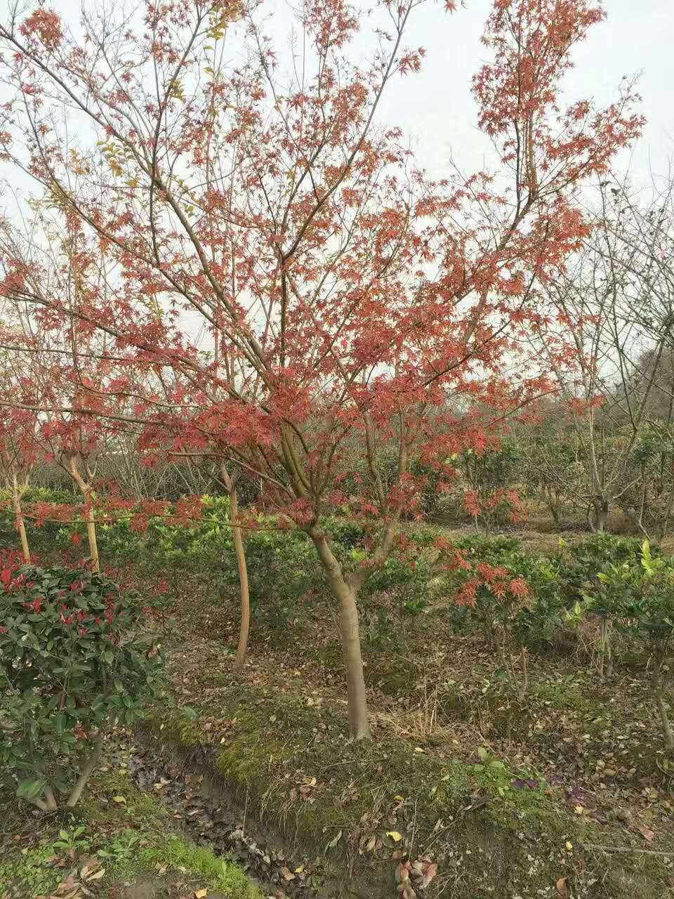成都雞爪槭基地雞爪槭直銷*格批量供應(yīng)*格質(zhì)量優(yōu)