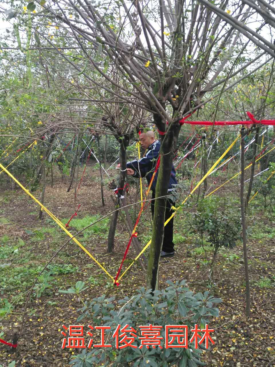 湖南黃花槐 湖南黃花槐種植基地 湖南黃花槐市場價格  湖南黃花槐栽培技術(shù)