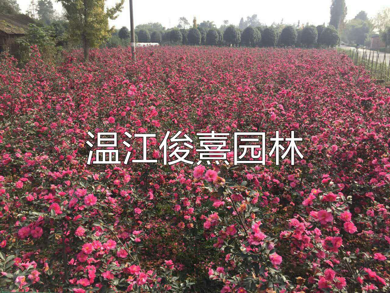 湖北茶梅種植園，咸寧茶梅批發(fā)價格，宜昌茶梅種植基地電話