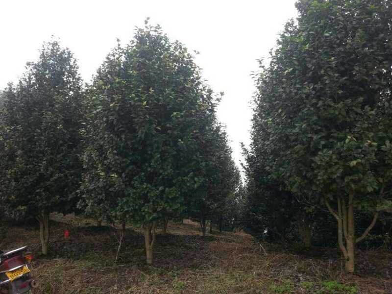 成都茶花籠子基地茶花籠子直銷*格批量供應質量優(yōu)