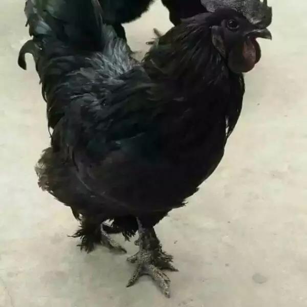 藏香雞批發(fā)零售