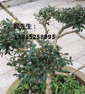 江蘇省特大苗木基地、蘇州市苗木基地、光福鎮(zhèn)苗圃江蘇省花木批發(fā)市場 蘇州市苗木基地蘇州綠化苗木市場