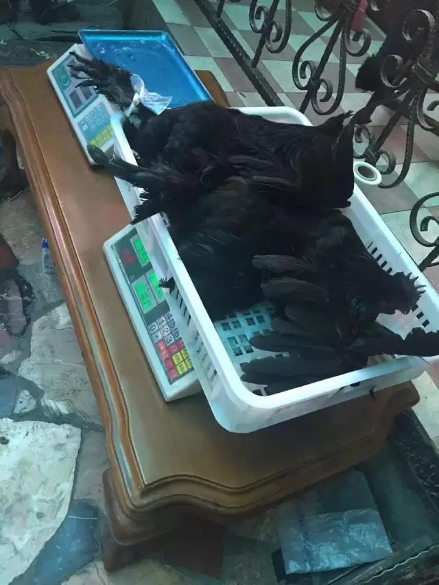 甘孜州藏香雞批發(fā)