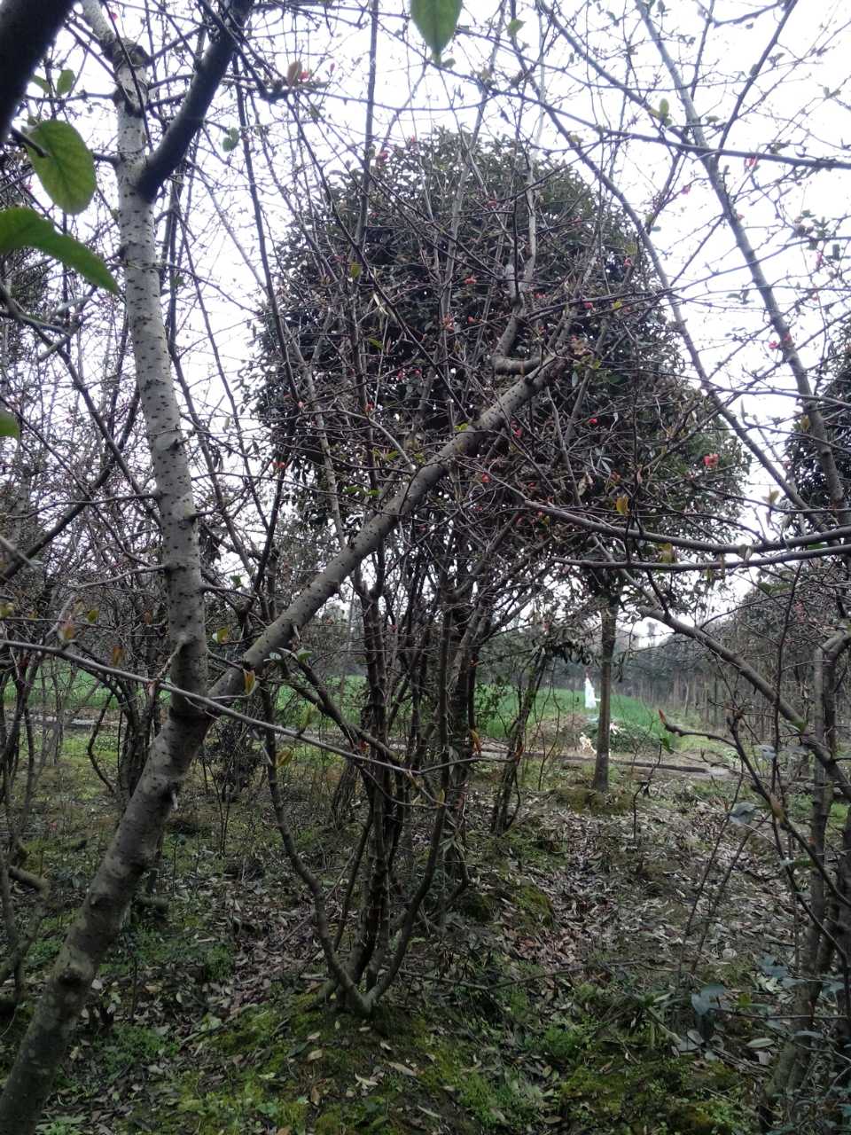 成都貼梗海棠基地批量供應*格貼梗海棠直銷質(zhì)量優(yōu)