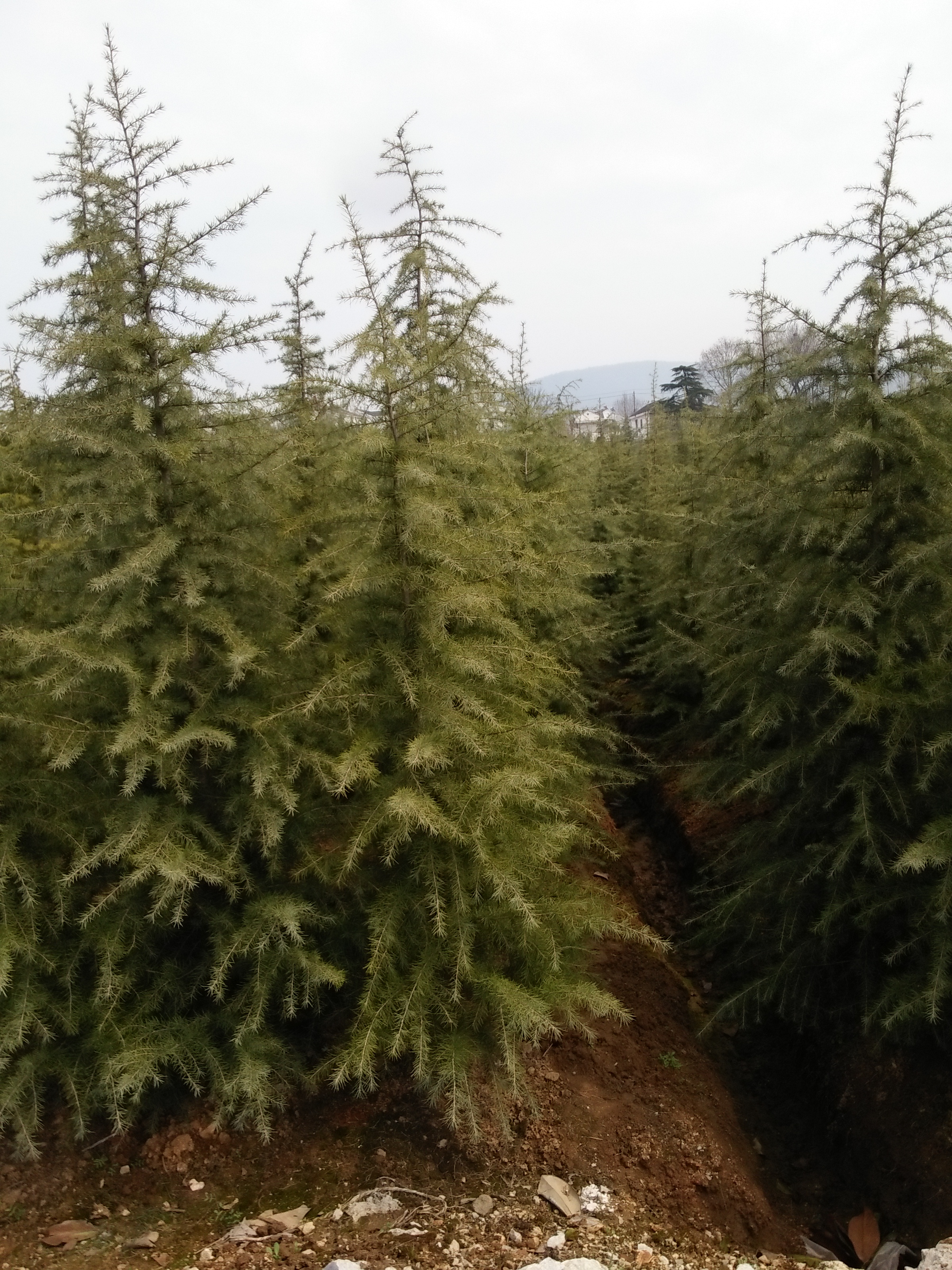 供應用于綠化的 雪松1.5米農戶自產自銷*上車報價