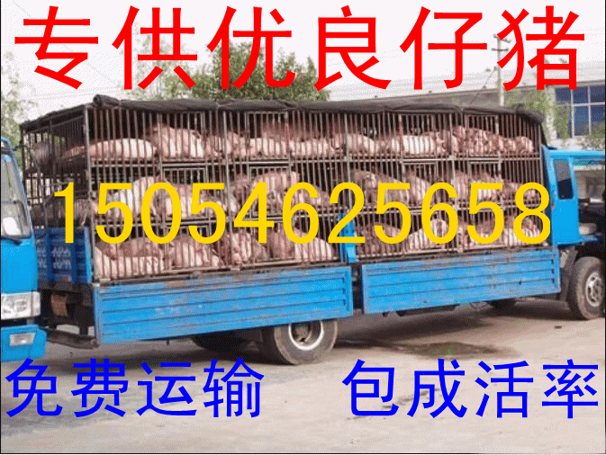山東大型豬場(chǎng)出售仔豬 仔豬哪家好