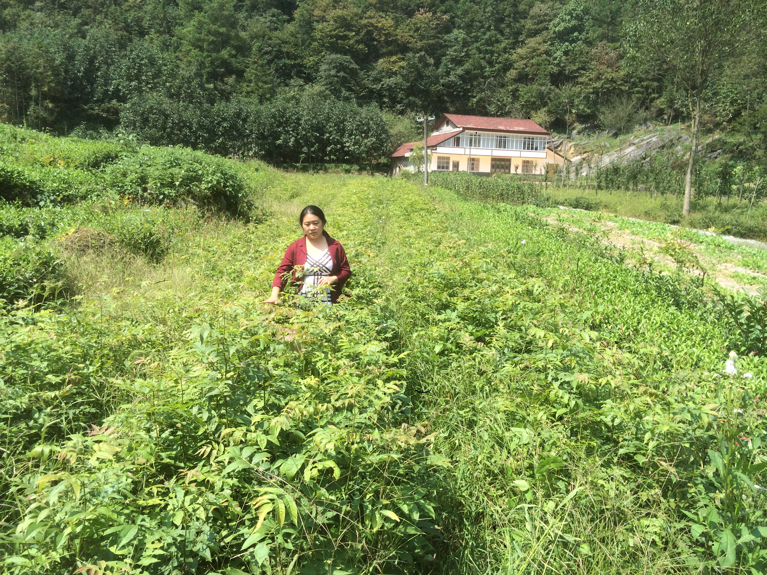 高40-100厘米 *柳苗 *柳小苗 青錢柳苗 青錢柳苗價格 青錢柳苗供應(yīng)商