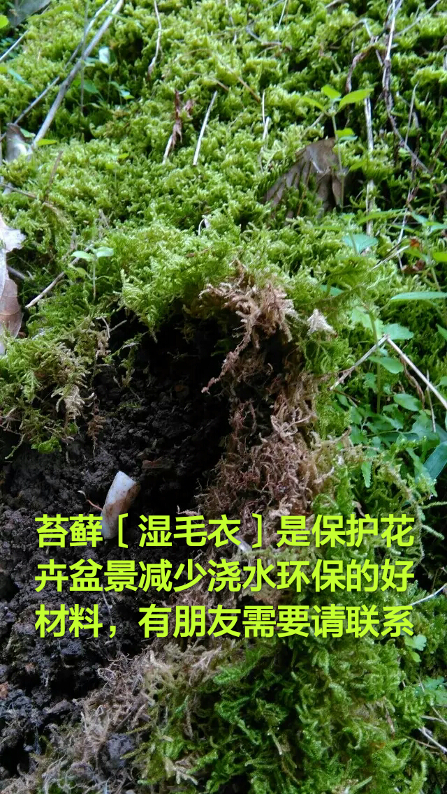 廣西批發(fā)鉤藤種苗藥材金鉤藤種苗 金桂
