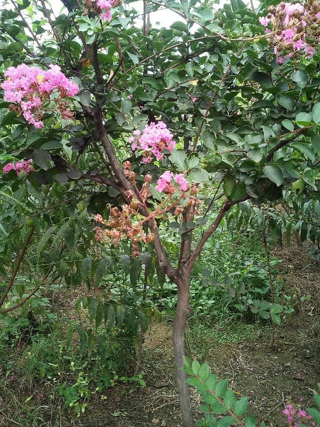 冬青苗，山東北美冬青小苗價(jià)格