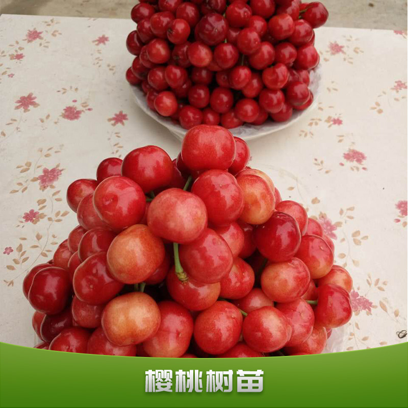 櫻桃樹苗出售果樹苗批發(fā)嫁接紅燈櫻桃樹苗南北方栽植盆栽車厘子苗