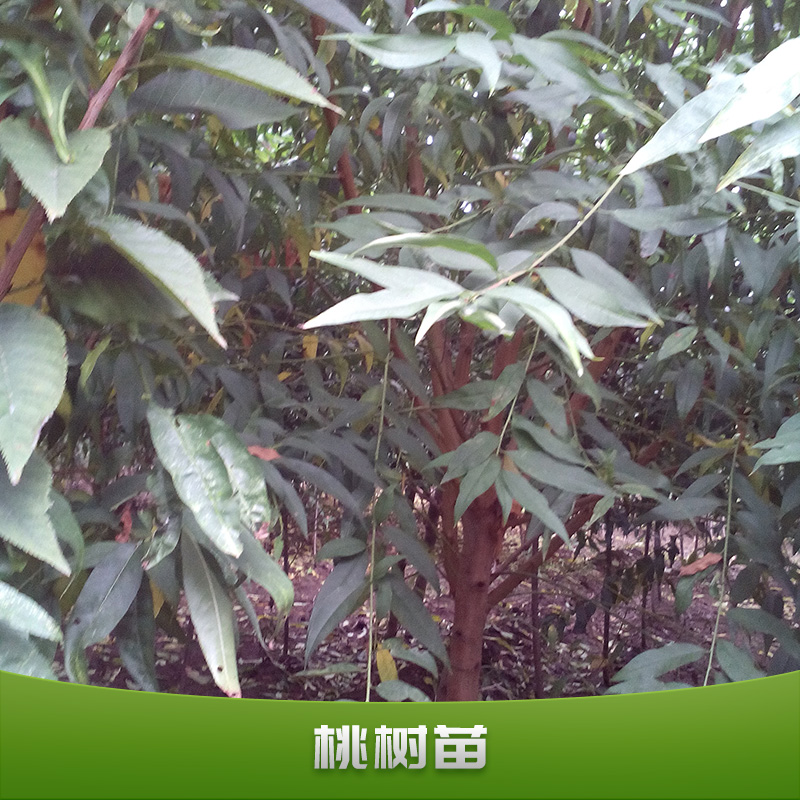 桃樹苗報價,桃樹苗出售中華油桃4號