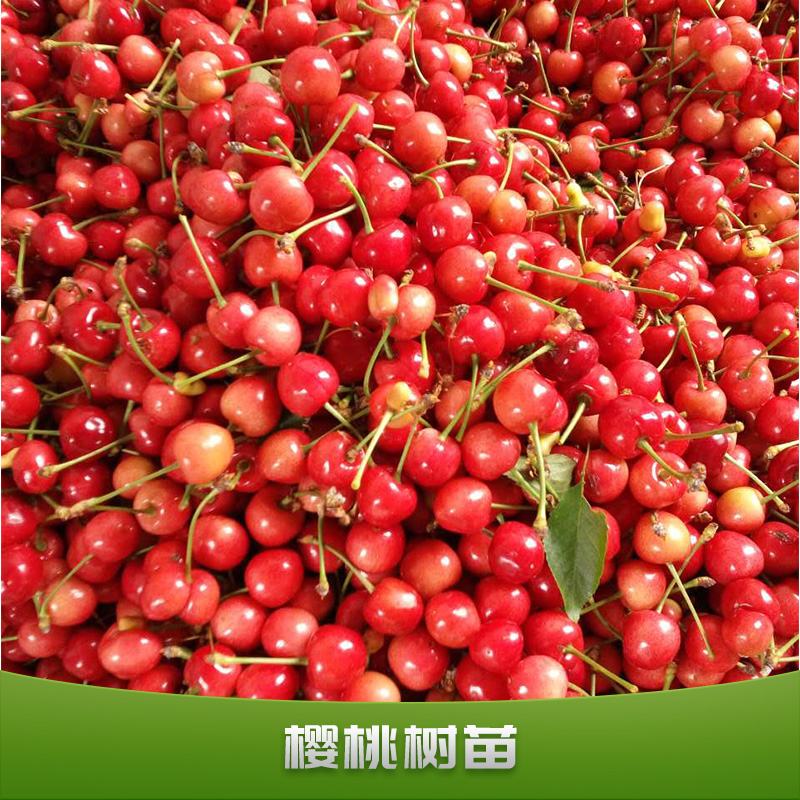 櫻桃樹苗出售果樹苗批發(fā)嫁接紅燈櫻桃樹苗南北方栽植盆栽車厘子苗