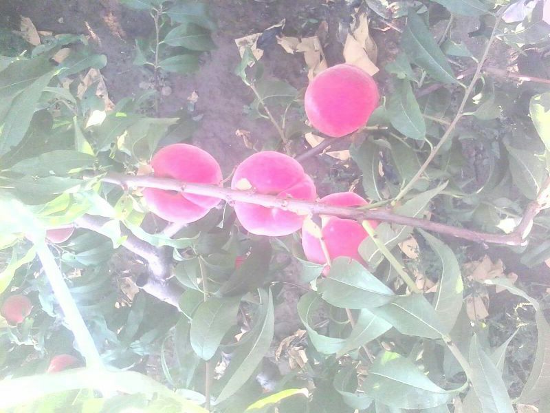 四川濤九紅桃樹苗批發(fā)價(jià)格，四川濤九紅桃樹苗種植基地