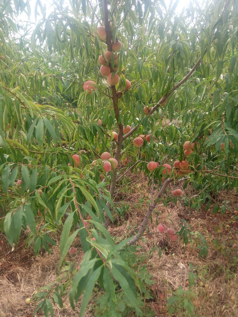 山東晚熟蜜桃樹苗批發(fā)價格  晚熟晚熟蜜桃樹苗 當年嫁接晚熟蜜桃苗