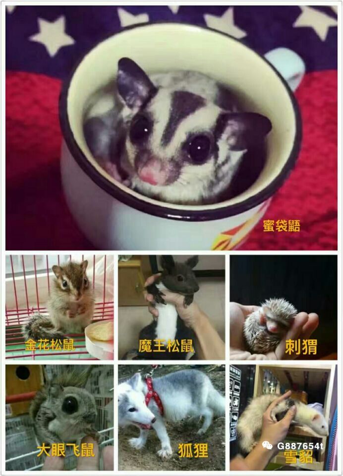 蜜袋鼯養(yǎng)殖/蜜袋鼯批發(fā)/零售蜜袋鼯好養(yǎng)嗎？