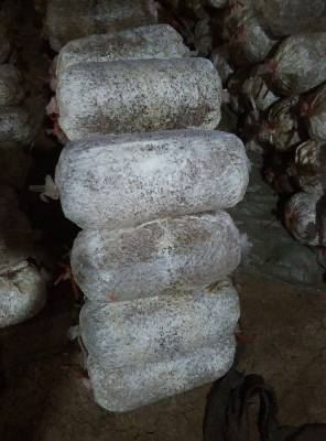 山東大量*供應平菇栽培菌種出菇菌棒