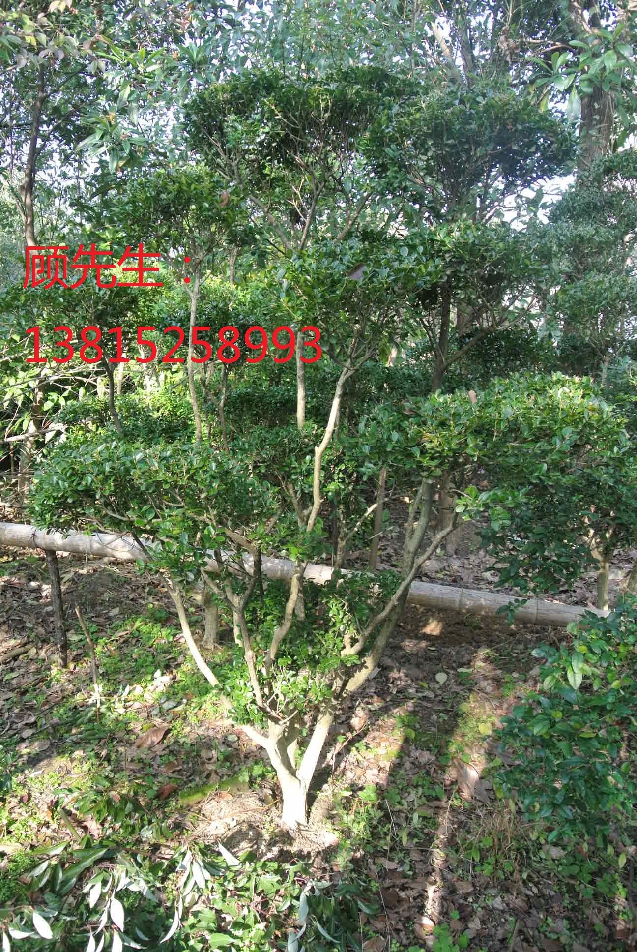 蘇州景觀綠化設(shè)計花木苗木苗圃基地、景觀蘇州綠化公司庭院別墅綠化
