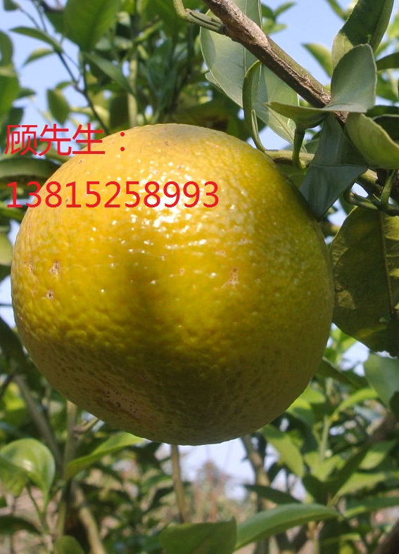 蘇州庭院景觀設(shè)計(jì)、綠化公司、景觀樹廠家、苗木批發(fā)廠家 蘇州庭院景觀設(shè)計(jì)綠化公司景觀公司