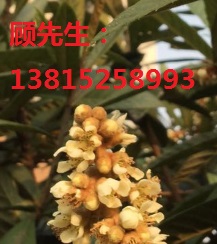 臘梅花樹(shù)、臘梅古樁、臘梅盆景、別墅綠化工程、蘇州光福花木苗木市場(chǎng)