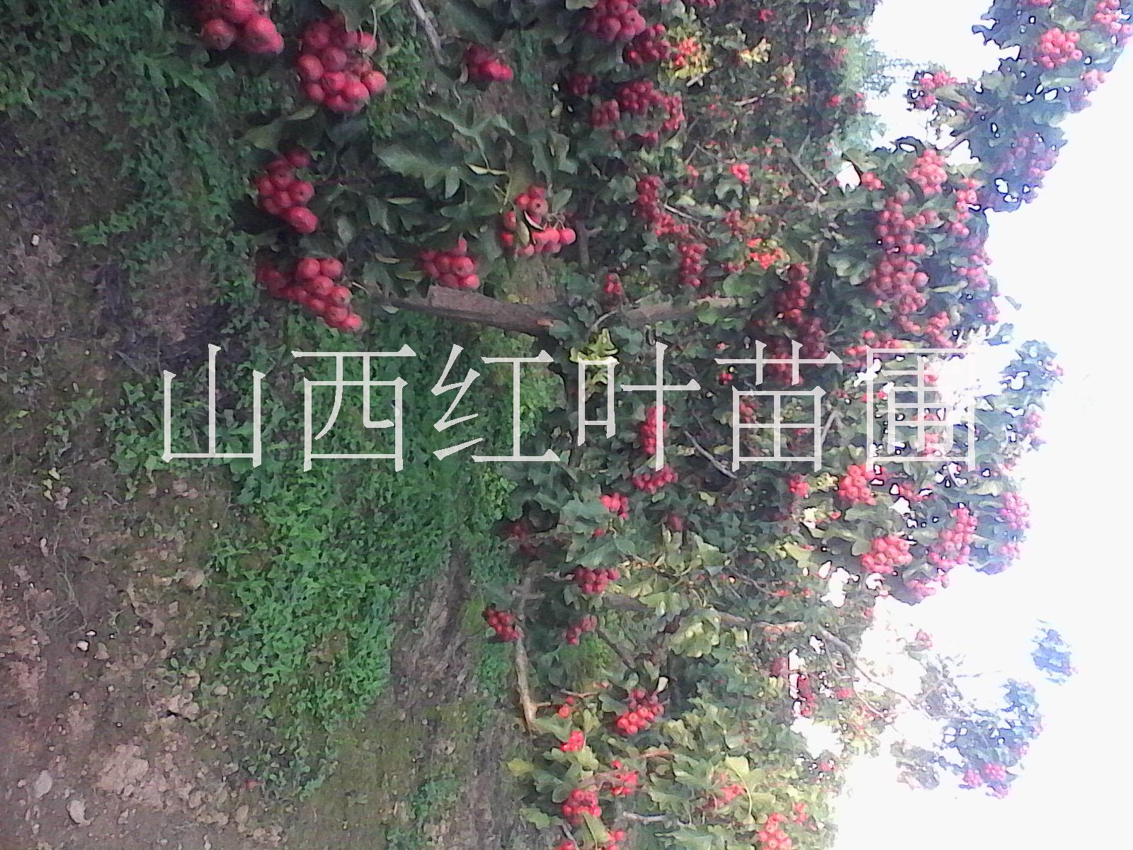 山楂果價格山東山楂果基地在哪山東山楂果供應(yīng)商