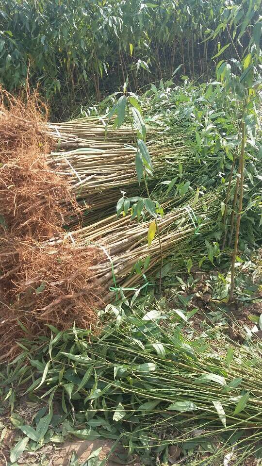 山東靈山雪桃桃苗批發(fā)價格，青州靈山雪桃桃苗種植基地