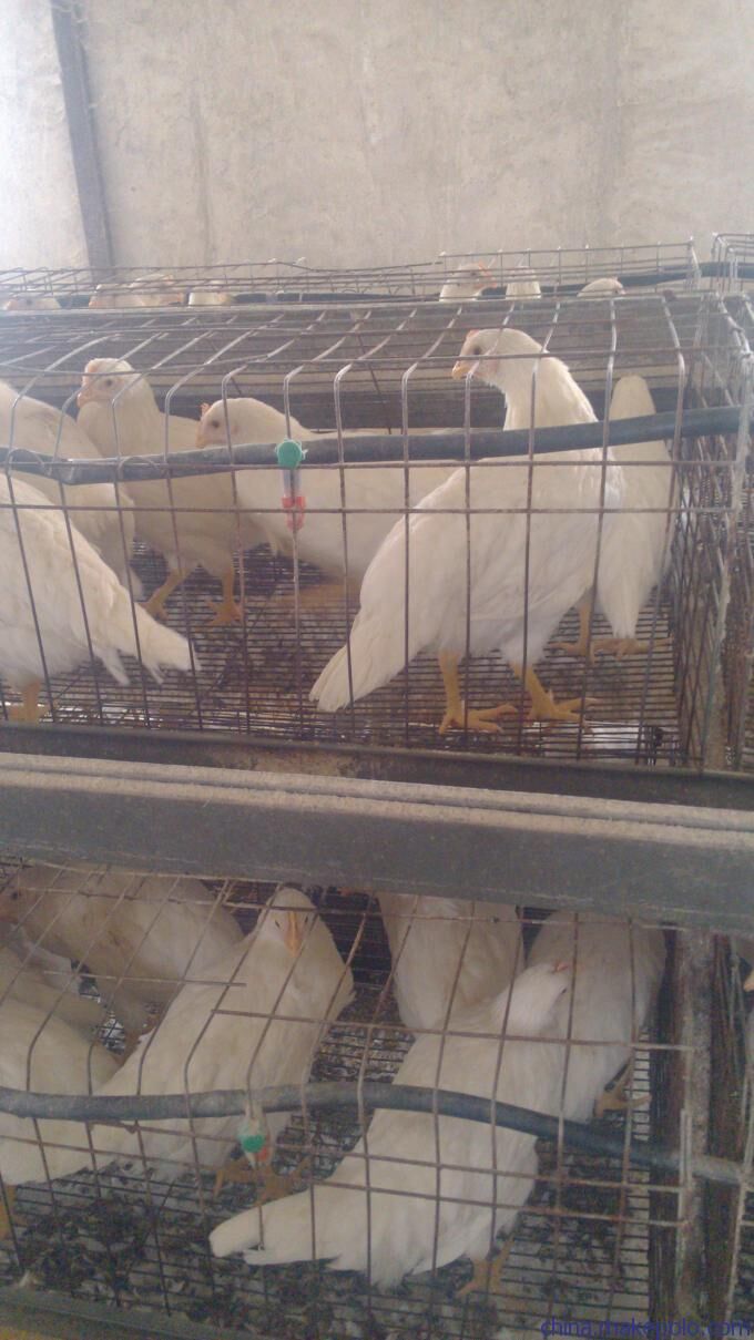 羅曼粉青年雞， 羅曼粉蛋雞，粉殼羅曼粉蛋雞，粉殼蛋雞蛋雞