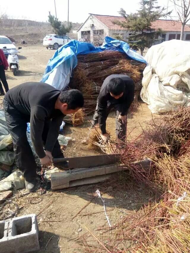 山東晚黃金桃樹苗批發(fā)價格  晚熟晚黃金桃樹苗 當年嫁接晚黃金桃樹