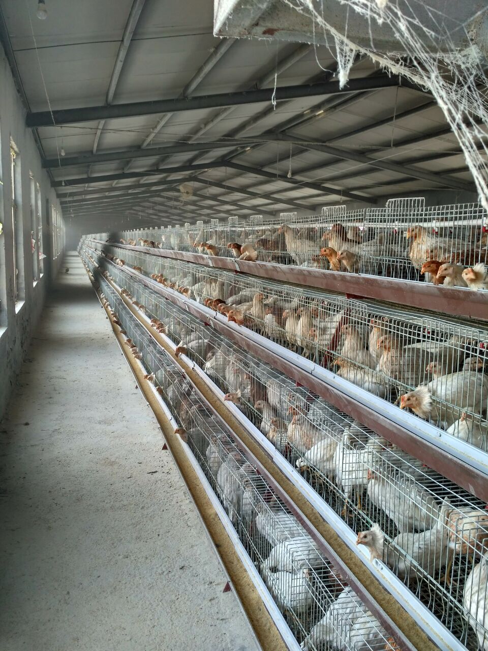 優(yōu)質(zhì)華裕 海蘭灰青年雞 海蘭灰蛋雞青年雞 海蘭褐蛋雞青年雞 優(yōu)質(zhì)海蘭褐蛋雞青年雞