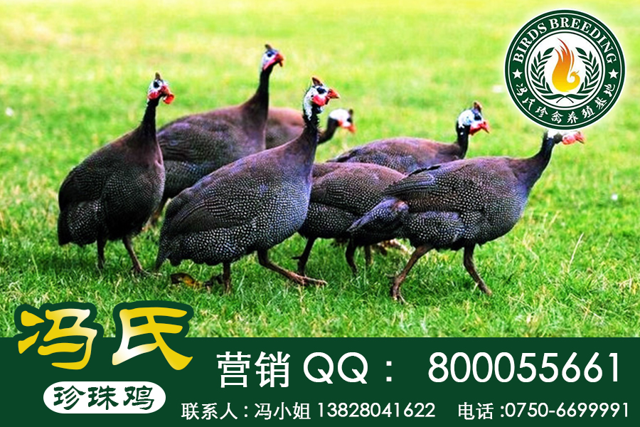 廣東馮氏珍*苗、幾內(nèi)亞鳥養(yǎng)殖技