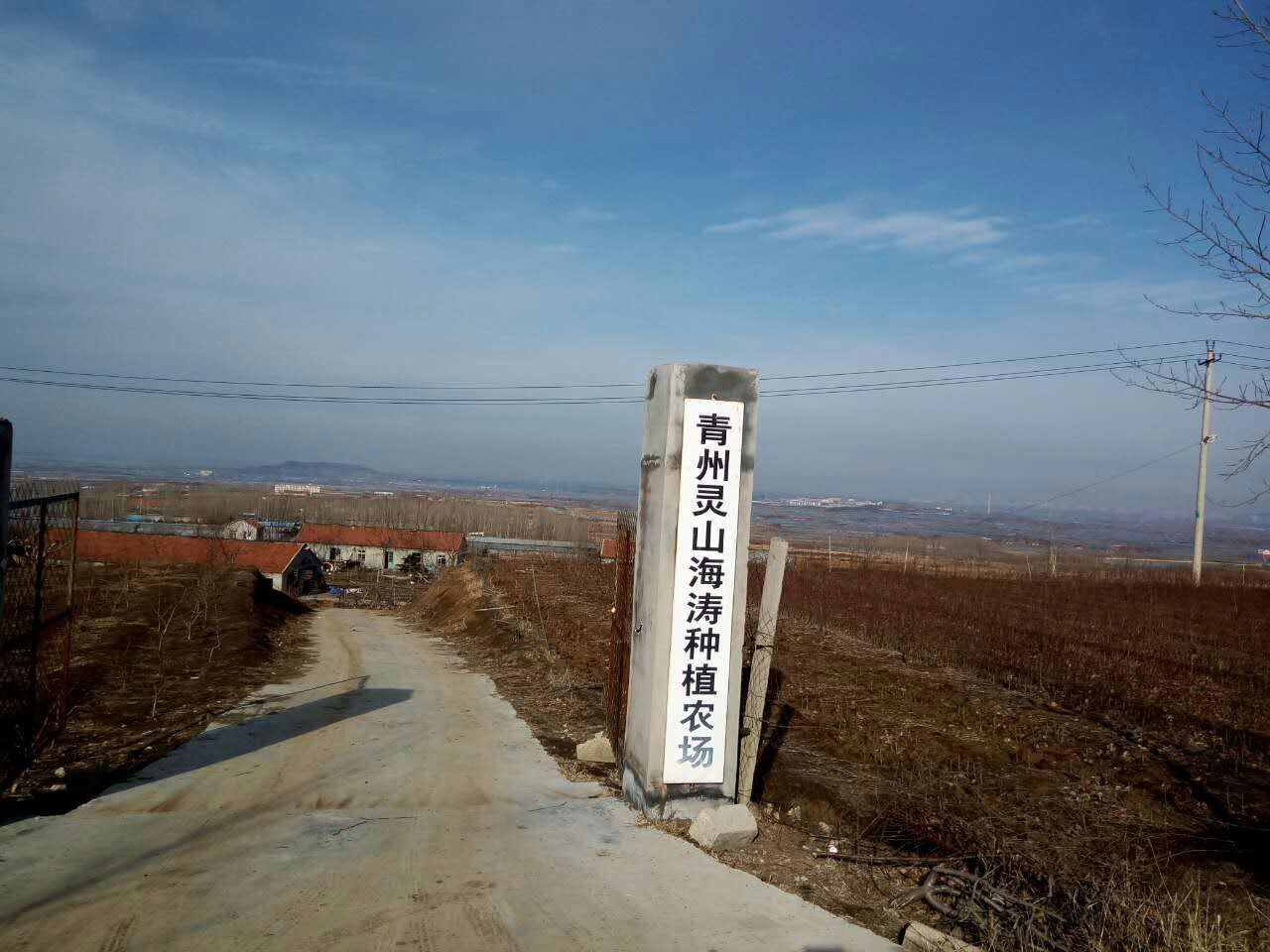 山東晚黃金桃樹苗批發(fā)價格  晚熟晚黃金桃樹苗 當年嫁接晚黃金桃樹