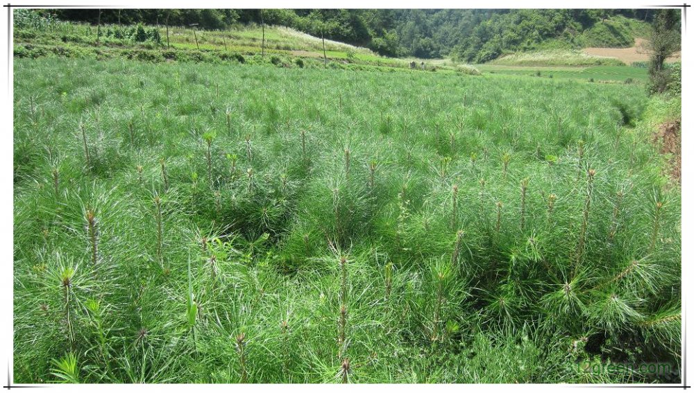 華山松 西北極大的華山松種植基地