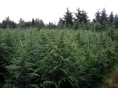 雪松種植基地 雪松種植基地