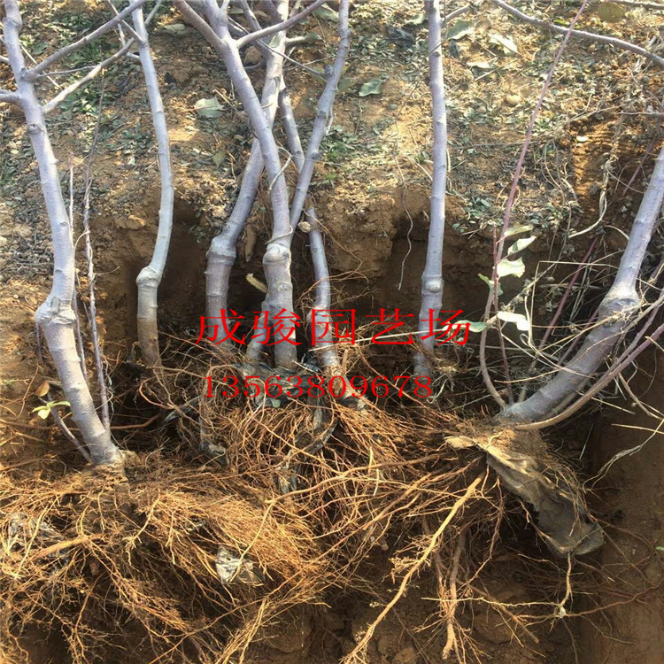 成駿園藝出售矮化蘋果苗 短枝蘋果樹苗 紅肉蘋果苗易采摘嫁接蘋果苗 早熟高產(chǎn)蘋果