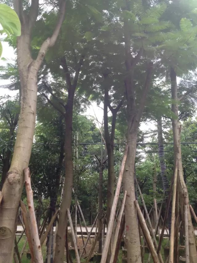 揭陽鳳凰木供應(yīng)  揭陽鳳凰木供應(yīng) 揭陽鳳凰木出售 揭陽鳳凰木大量出售 揭陽鳳凰木出售電話 大量揭陽鳳凰木出售