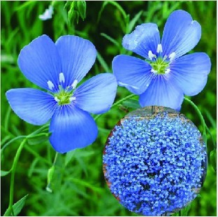 牙簽向日葵適應(yīng)什么土壤