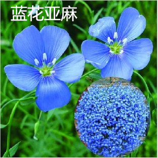汕尾金娃娃萱草的種子價(jià)格