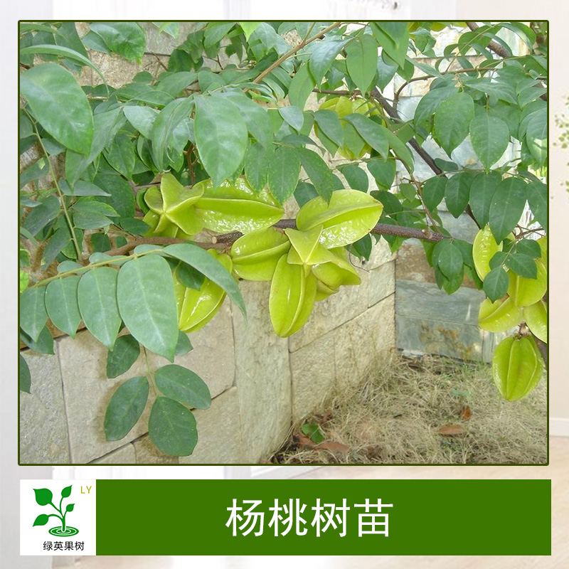 廣東嫁接楊桃樹(shù)苗 嫁接楊桃樹(shù)苗批發(fā) 嫁接楊桃樹(shù)苗價(jià)格