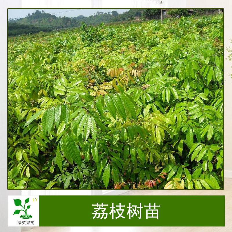 荔枝樹(shù)苗無(wú)核妃子笑嫁接果樹(shù)苗當(dāng)年結(jié)果基地直銷量大從優(yōu)