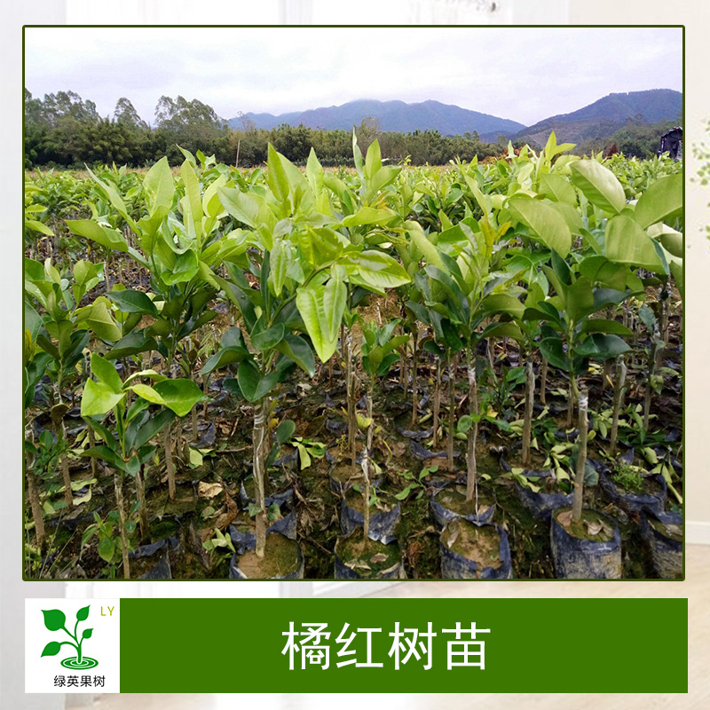 云南昆明橘紅樹苗基地-廣西橘紅樹苗批發(fā)價(jià)格-海南橘紅樹苗價(jià)格