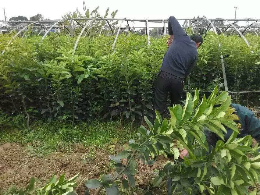 廣西沃甘苗供應(yīng)商廣西沃甘苗種植基地沃甘苗批發(fā)沃甘苗哪家好 13687777795 廣西果樹苗種植基地