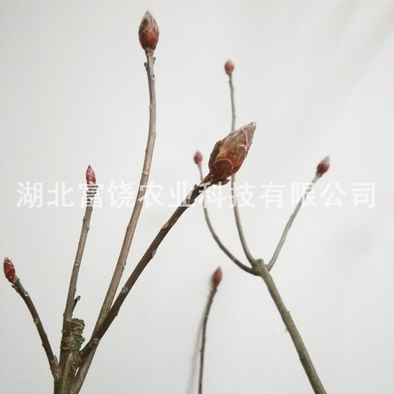 羊躑躅樹苗 云南黃*苗種植基地 云南鬧羊花種苗批發(fā) 鬧羊花價格